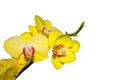 Yellow Orchid flowers on isolated white background Royalty Free Stock Photo