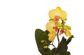 Yellow Orchid flowers on isolated white background Royalty Free Stock Photo