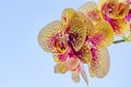 Yellow orchid flowers on light blue background Royalty Free Stock Photo