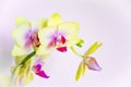 Yellow orchid flowers on light blue background Royalty Free Stock Photo