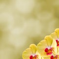 Yellow orchid flowers, Orchidaceae, Phalaenopsis known as the Moth Orchid, abbreviated Phal. Yellow light bokeh background Royalty Free Stock Photo