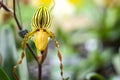 Yellow orchid flowers or paphiopedilum closeup on blurred garden background Royalty Free Stock Photo
