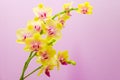 Yellow orchid flowers on purple background Royalty Free Stock Photo