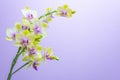 Yellow orchid flowers on purple background Royalty Free Stock Photo