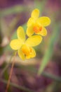 Yellow orchid in forest