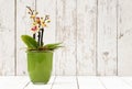 Yellow orchid in glass pot, on wooden planks Royalty Free Stock Photo