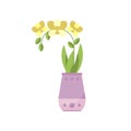 Yellow orchid house plant, indoor flower in pot, elegant home decor vector Illustration