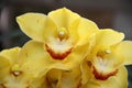 Yellow Orchid (Hybrid Cymbidium)