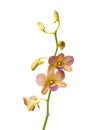 Yellow Orchid isolated on white background