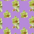Yellow orchid on lilac background. Isolated flowers. Seamless floral pattern for fabric, textile, wrapping paper. Tropical flowers