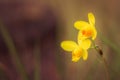 Yellow orchid