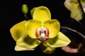 yellow orchid Phalaenopsis hybrid Royalty Free Stock Photo