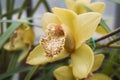Yellow orchid phalenopsis flower with green leaves