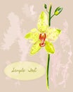 Yellow orchid