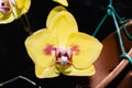 Yellow orchid Phalaenopsis hybrid Royalty Free Stock Photo