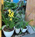 Yellow orchid, plant, flower, green