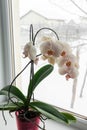 Yellow orchid in a pot on a windowsill.