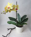 Yellow orchid with red tongue