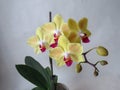 Yellow orchid with red tongue