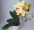 Yellow orchid with red tongue