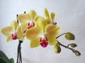 Yellow orchid with red tongue