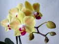 Yellow orchid with red tongue