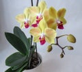 Yellow orchid with red tongue