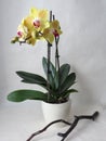 Yellow orchid with red tongue