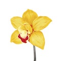 Yellow orchid