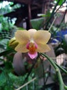 Small yellow orchid photography Royalty Free Stock Photo