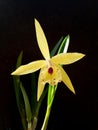 Yellow orchid un black background Royalty Free Stock Photo