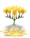 Yellow orchid in water