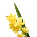 Yellow orchid on a white background. Royalty Free Stock Photo