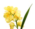Yellow orchid on white.