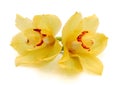 Yellow orchid on white. Royalty Free Stock Photo