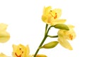 Yellow orchid on white. Royalty Free Stock Photo