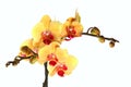Yellow orchid white isolated 1. Royalty Free Stock Photo