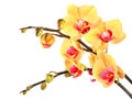 Yellow orchid, white isolated 2. Royalty Free Stock Photo