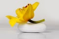 Yellow orchid with white soap on the white background - wellness & spa Royalty Free Stock Photo