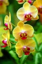 Yellow Orchids