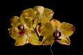 Yellow orchids Royalty Free Stock Photo