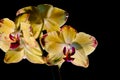 Yellow orchids