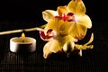 Yellow orchids Royalty Free Stock Photo