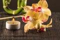 Yellow orchids Royalty Free Stock Photo