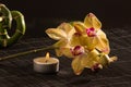 Yellow orchids Royalty Free Stock Photo