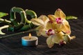 Yellow orchids Royalty Free Stock Photo