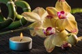 Yellow orchids Royalty Free Stock Photo
