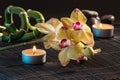 Yellow orchids Royalty Free Stock Photo