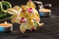 Yellow orchids Royalty Free Stock Photo
