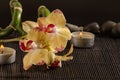 Yellow orchids Royalty Free Stock Photo